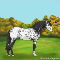 Horse Color:White Spotted Blue Roan Frame Appaloosa 