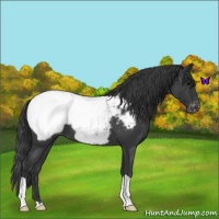 Horse Color:Blue Roan Appaloosa