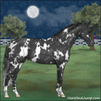Horse Color:White Spotted Blue Roan Snowflake Varnish
