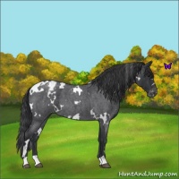 Horse Color:White Spotted Blue Roan Appaloosa 