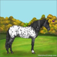 Horse Color:Blue Roan Near Leopard