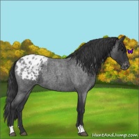 Horse Color:Blue Roan Appaloosa 