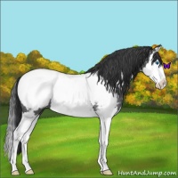 Horse Color:Blue Roan Splash Near Fewspot 