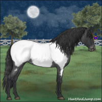 Horse Color:Blue Roan Appaloosa 