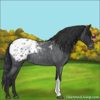 Horse Color:Blue Roan Appaloosa 