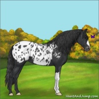 Horse Color:Black Appaloosa 