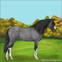 Horse Color:Blue Roan Varnish 