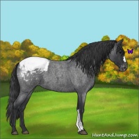 Horse Color:Blue Roan Appaloosa 