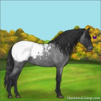 Horse Color:Blue Roan Appaloosa 