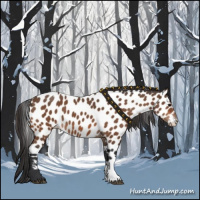 Horse Color:Bay Appaloosa 