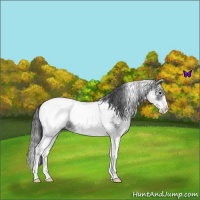 Horse Color:White Spotted Blue Roan Splash Snowcap 