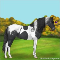 Horse Color:Blue Roan Tobiano Appaloosa 