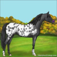 Horse Color:Blue Roan Appaloosa 