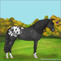 Horse Color:Blue Roan Appaloosa 