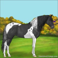 Horse Color:Blue Roan Tobiano Varnish 