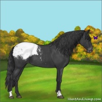 Horse Color:Blue Roan Snowcap 