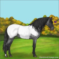 Horse Color:Blue Roan Appaloosa 