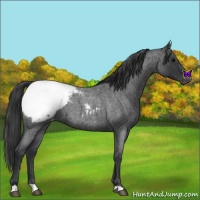 Horse Color:Blue Roan Snowcap 