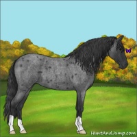 Horse Color:Blue Roan 