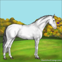 Horse Color:White Spotted Black Blanket 
