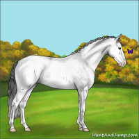 Horse Color:White Spotted Blue Roan Splash Appaloosa 