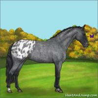 Horse Color:Blue Roan Appaloosa 