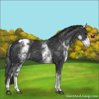 Horse Color:White Spotted Black Snowflake Varnish 
