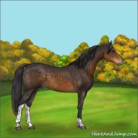 Horse Color:Buckskin Tobiano Rabicano 