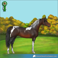 Horse Color:Brown Tobiano 