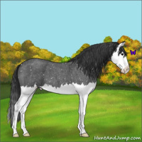 Horse Color:Blue Roan Splash Snowflake Varnish 