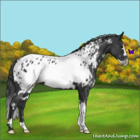 Horse Color:White Spotted Blue Roan Frame Appaloosa