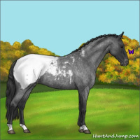 Horse Color:Blue Roan Snowcap 