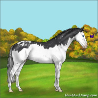 Horse Color:Blue Roan Splash Snowflake Varnish 