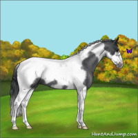 Horse Color:Blue Roan Tobiano Frame 