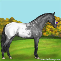 Horse Color:Blue Roan Snowcap 