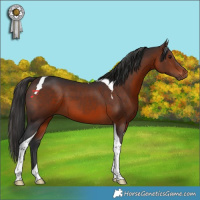 Horse Color:Brown Tobiano 