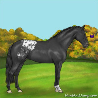 Horse Color:Blue Roan Varnish