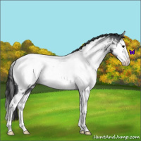 Horse Color:White Spotted Blue Roan Splash Appaloosa 