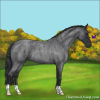 Horse Color:Blue Roan 