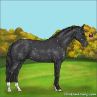 Horse Color:Blue Roan Snowflake Varnish 