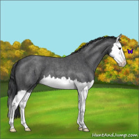 Horse Color:Blue Roan Splash 