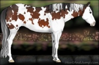 Horse Color:White Spotted Brown Sabino Splash 