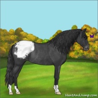 Horse Color:Blue Roan Varnish Rabicano 