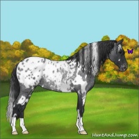 Horse Color:White Spotted Blue Roan Blanket Rabicano 
