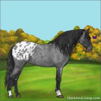 Horse Color:Blue Roan Snowflake Varnish 