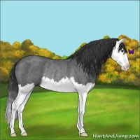 Horse Color:Blue Roan Splash Rabicano 