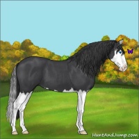 Horse Color:Blue Roan Splash 