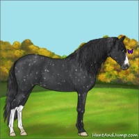 Horse Color:Blue Roan Snowflake Varnish 