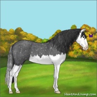 Horse Color:Blue Roan Splash Snowflake Varnish