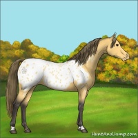 Horse Color:Buckskin Appaloosa 